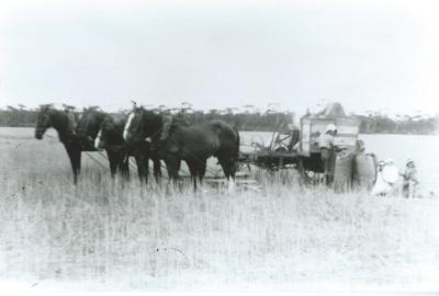 Black and White photograph.  W N Laird Horses and Harvester