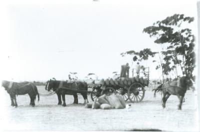 Black and White photograph.  W N Laird loading wheat, horse team and cart with bagged wheat