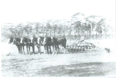 Black and White photograph.  W N Laird Horse Team and Disc Plow