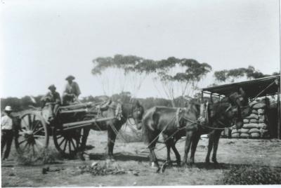 Black and White photograph.  Horse and Cart with lead horses on traces.  W N Laird property - Kodj Kodjin