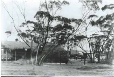 Black and White photograph.  Homestead and sheds.  W N Laird property Kodj Kodjin