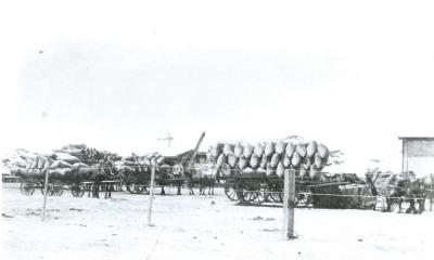 Black and White photograph.  Charles D Smith carting chaff at Doodlakine station (Colin Smith's Uncle)