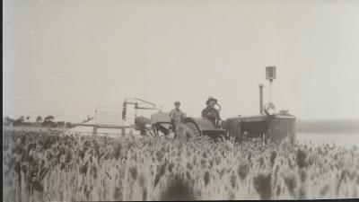 Black and White photograph.  Farmers Harvesting.