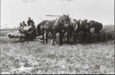 Black and White photograph.  Hay cutting at  McClellands