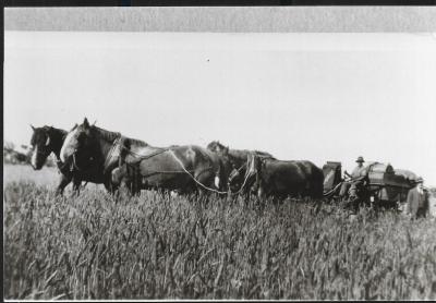 Black and White photograph.  Horse team and Harvester sold by Marchants