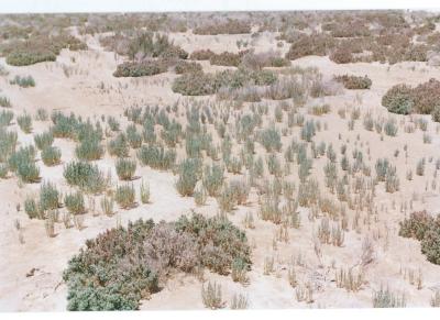 Colour Photograph Salt Land