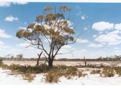 Colour Photograph Salt Land