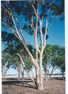 Colour Photograph Local Trees