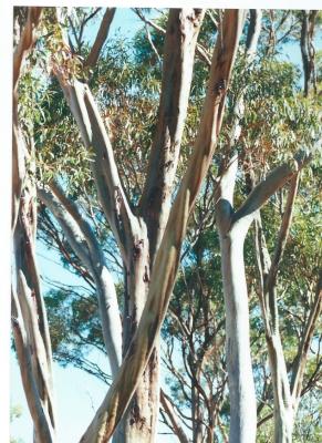 Colour Photograph Local Trees