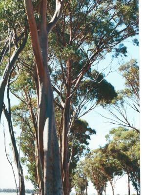 Colour Photograph Local Trees