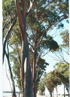 Colour Photograph Local Trees