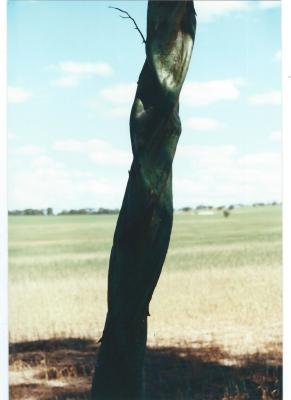 Colour Photograph Local Trees