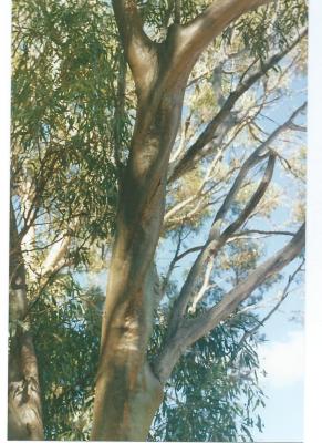 Colour Photograph Local Trees