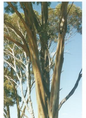 Colour Photograph Local Trees