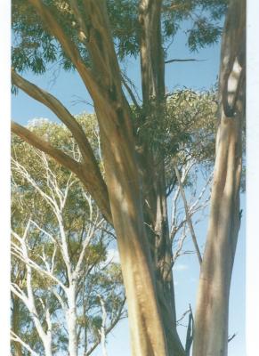 Colour Photograph Local Trees