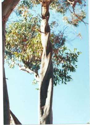 Colour Photograph Local Trees