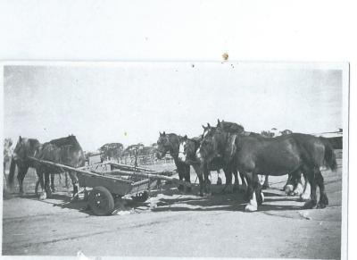 Black and White photograph.  Team ready for Dam sinking