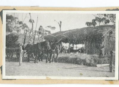 Black and White photograph - 1934 Construction of Bush Timber and Thatch stables