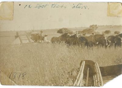 Black and White photograph 1918.  Harvester and Horse Team. C H McClelland