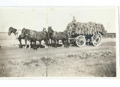 Black and White photograph. Frank Dean with load of wheat. Prowse Horse team