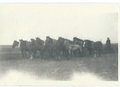 Black and white photograph. 12 horse team, Morrel's farm Doodlakine 1931 - Prowse