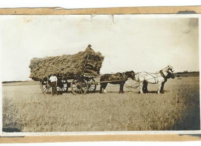 Black and white photograph.  Carting Hay - Prowse