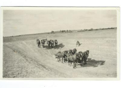 Black and white photograph.  Dam Sinking with team of horses. Morrel's Doodlakine 1930