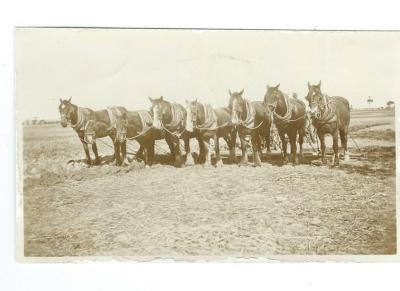 Black and white photograph -  Horse team and plough - Prowse Doodlakine