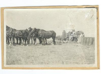 Black and white photograph. Horse team and Header. Prowse - Doodlakine  1930