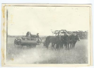 Black and white photograph.  Horse team and combine, possibly Laird property