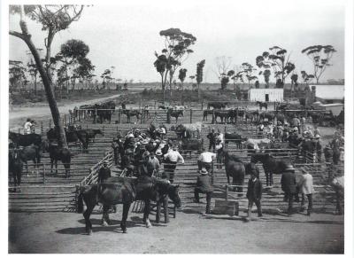 Black and white photograph.   Saleyards in Kellerberrin during a sale.