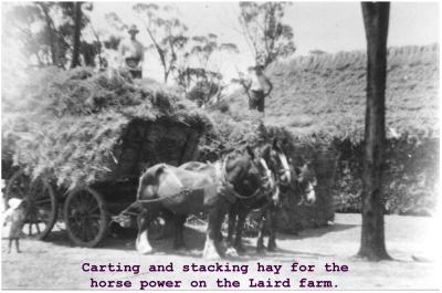 Black and white photograph.  Horse team carting hay on Laird's farm Kellerberrin