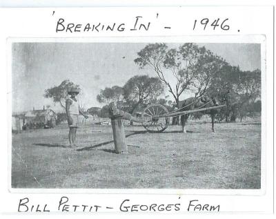 Black and White photograph.  Breaking in - 1946 - Bill Pettit - George's Farm