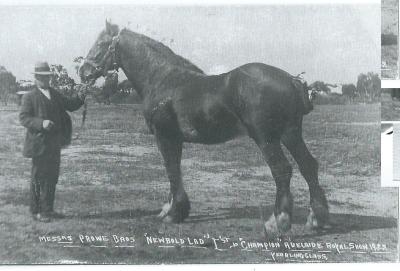 Black and White photograph - Messrs Prowse Bros "Newbold Lad" 1st Champion.  Yearling Class Adelaide Royal Show 1922