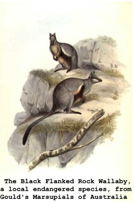 Colour postcard The black flanked rock wallaby, a local endangered species, from Gould's marsupials of Australia