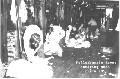 Black and white photograph.  Kellerberrin Depot Shearing Shed.  4 Shearers on the Board, 1 roustabout and 1 wool classer