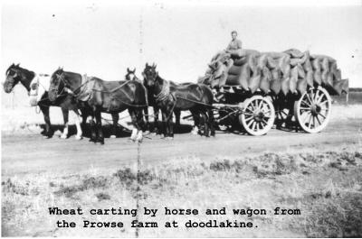 Black and white photograph.  Wheat carting by Horse and Wagon from the Prowse farm at Doodlakine