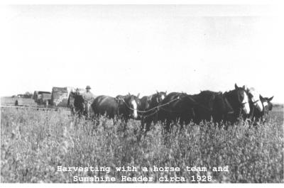 Black and White photograph Harvesting with a horse team and sunshine header circa 1928