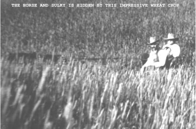 Black and White photograph The horse and sulky is hidden by this impressive wheat crop