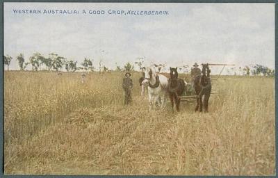 Colour Postcard Horse team and harvester and 2 men working