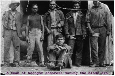 Black and White photograph.  A team of Noongar shearer's during the blade era