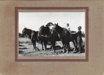 4 DRAUGHT HORSES 1920S --1930S