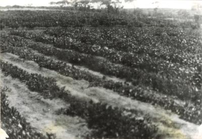 MILYENKO BRUSIK WITH HIS PRODUCE 1930S