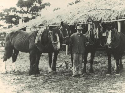 A MAN WITH HIS HORSES