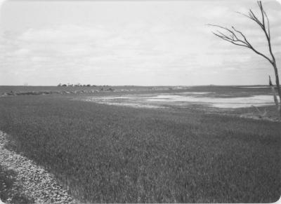 Property of LG (Laurie) and PE (Pat) Adamson, 'Sunny Brae', Dangin, Western Australia, Australia - 049