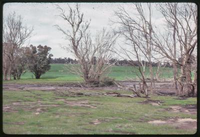 WISALTS Trial Site at Batalling Creek, Wellington Dam Catchment Area, Collie, Western Australia, Australia - 001