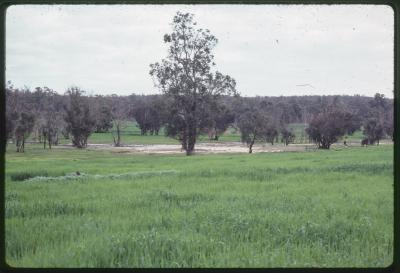 WISALTS Trial Site at Batalling Creek, Wellington Dam Catchment Area, Collie, Western Australia, Australia - 002