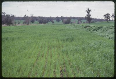 WISALTS Trial Site at Batalling Creek, Wellington Dam Catchment Area, Collie, Western Australia, Australia - 003