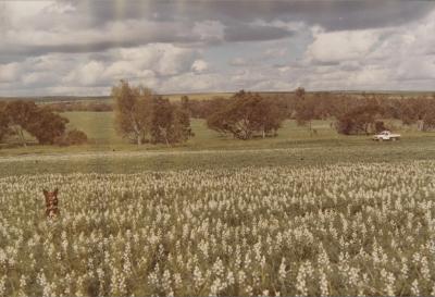 Property of A (Anthony) Blake, Dongara, Western Australia, Australia