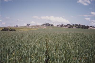 Brookton, Western Australia, Australia - 008